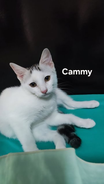 Mocha &amp; Cammy - Domestic Short Hair Cat