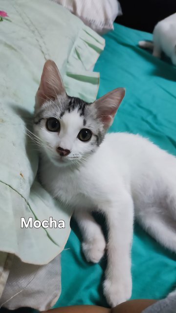 Mocha &amp; Cammy - Domestic Short Hair Cat