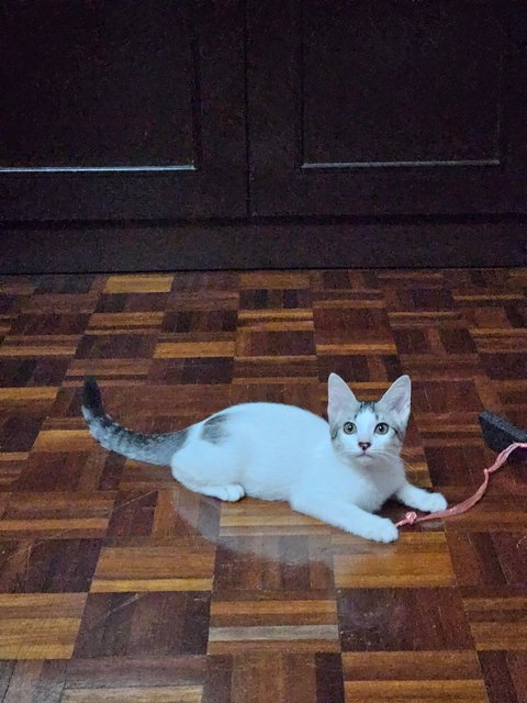 Mocha &amp; Cammy - Domestic Short Hair Cat