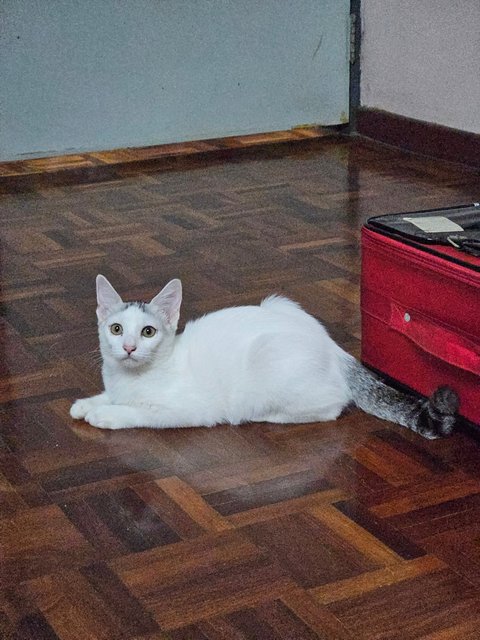 Mocha &amp; Cammy - Domestic Short Hair Cat