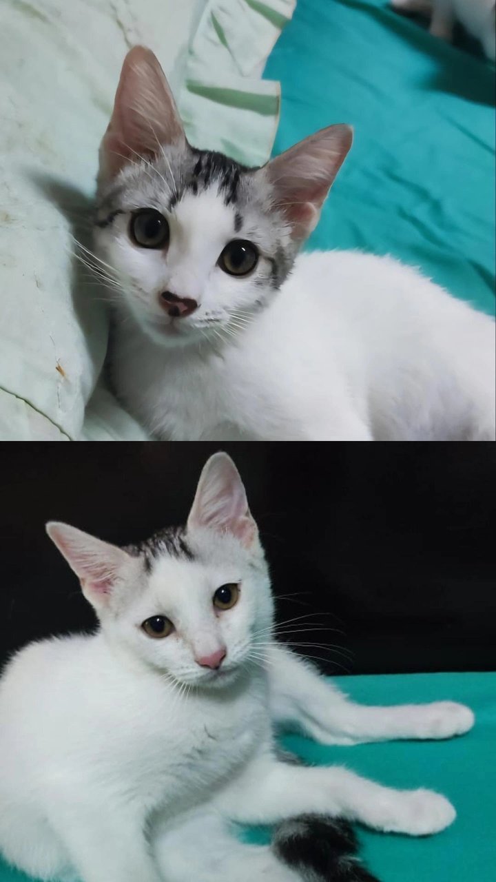 Mocha &amp; Cammy - Domestic Short Hair Cat