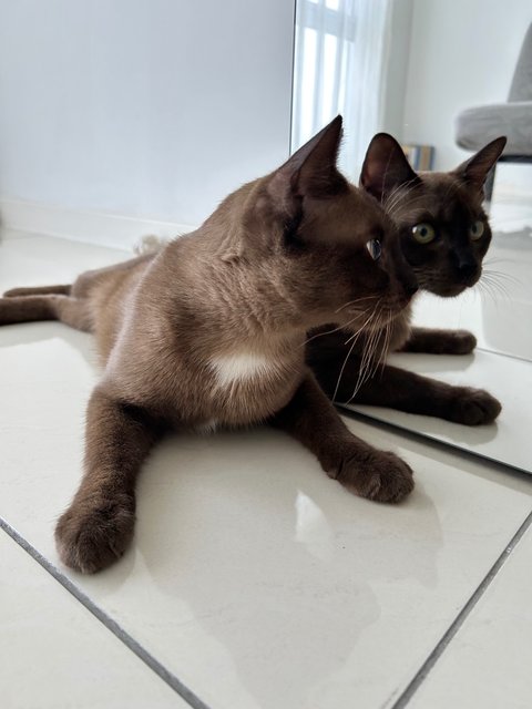 PF142098 - Siamese + Burmese Cat