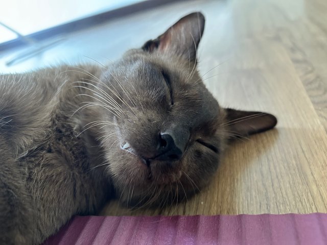 PF142098 - Siamese + Burmese Cat