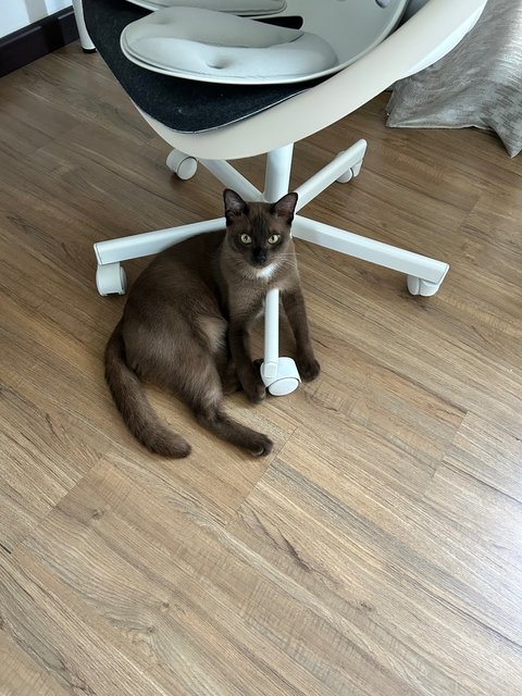 PF142098 - Siamese + Burmese Cat