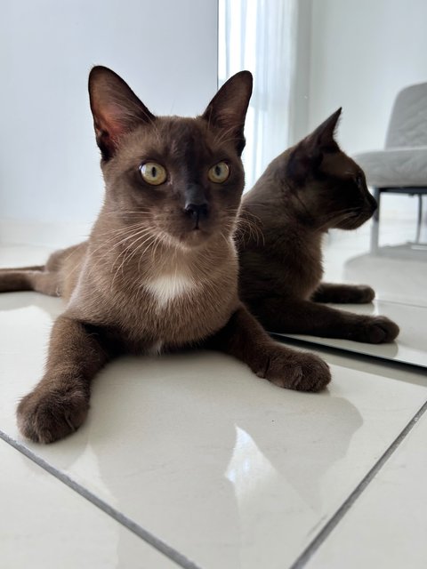 PF142098 - Siamese + Burmese Cat
