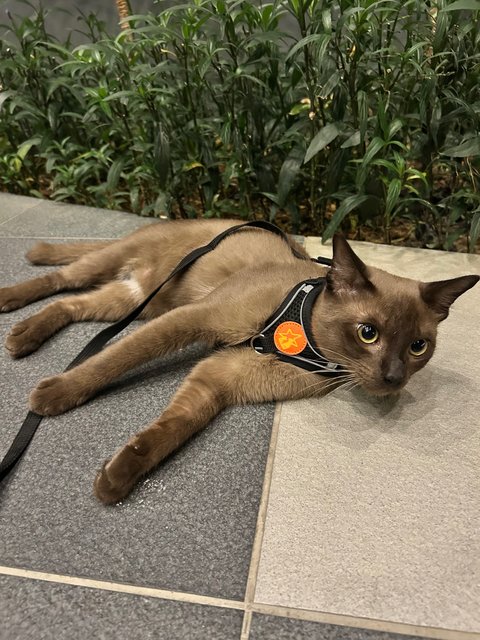 PF142098 - Siamese + Burmese Cat