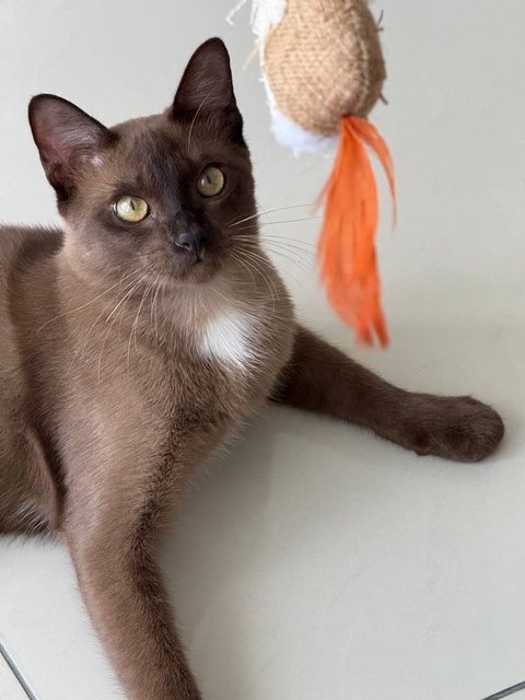PF142098 - Siamese + Burmese Cat