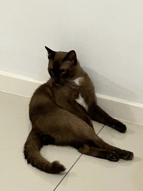 PF142098 - Siamese + Burmese Cat