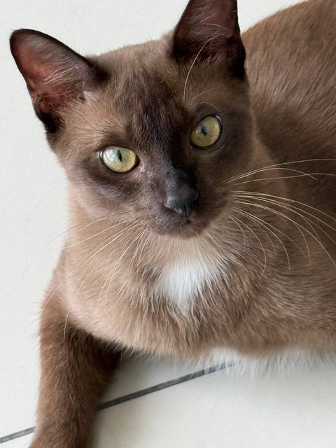 PF142098 - Siamese + Burmese Cat