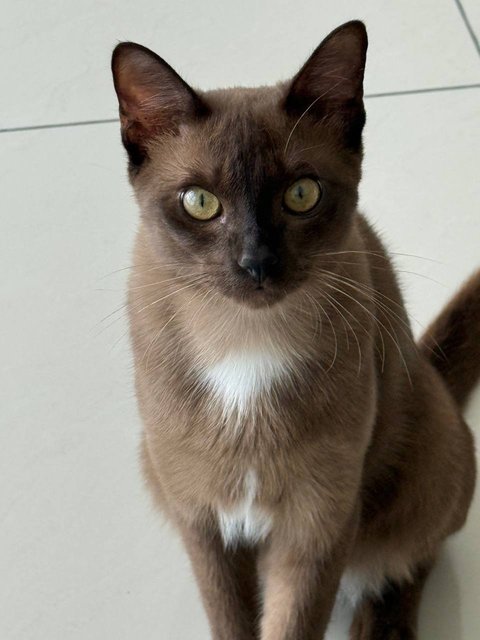 PF142098 - Siamese + Burmese Cat