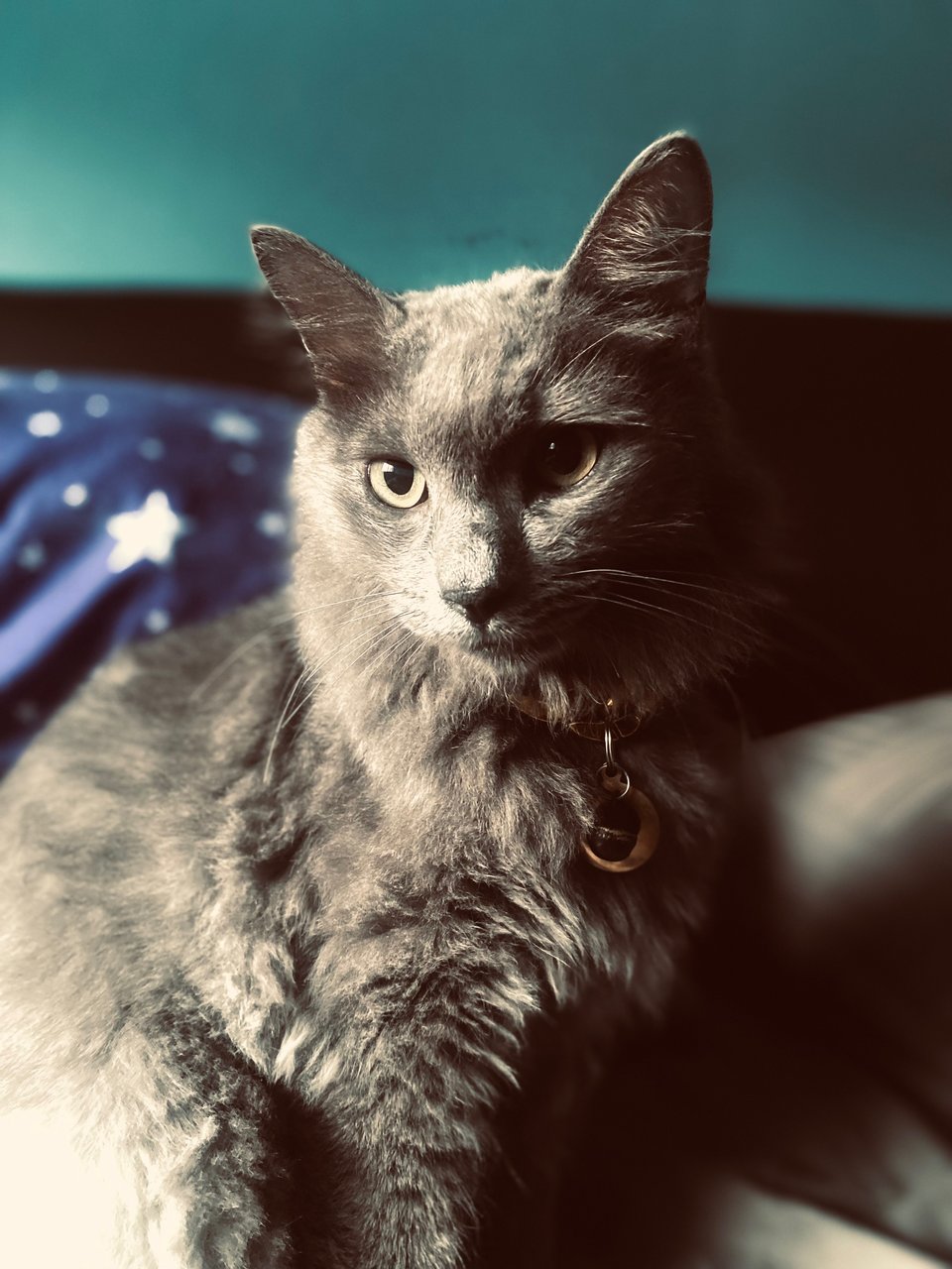 Zorro - Domestic Long Hair Cat