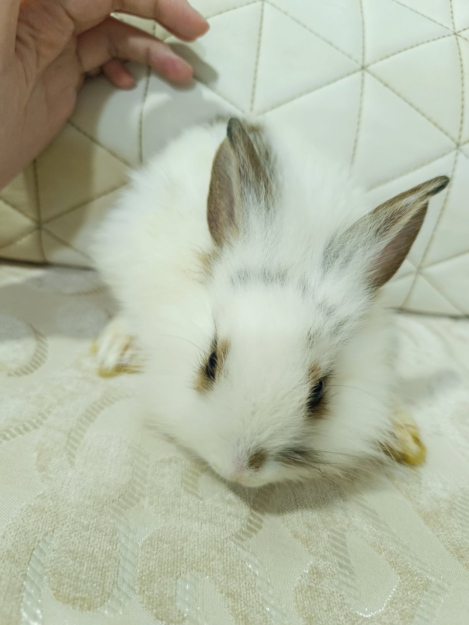 Minnie - Lionhead + Rex Rabbit