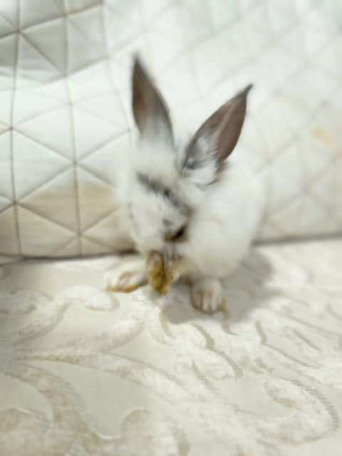 Minnie - Lionhead + Rex Rabbit