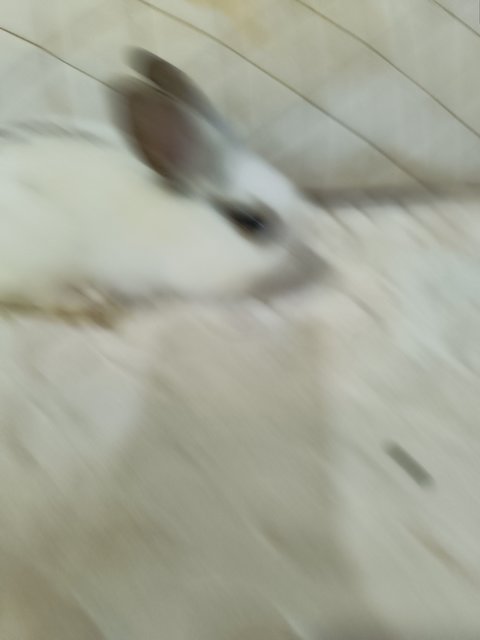Minnie - Lionhead + Rex Rabbit