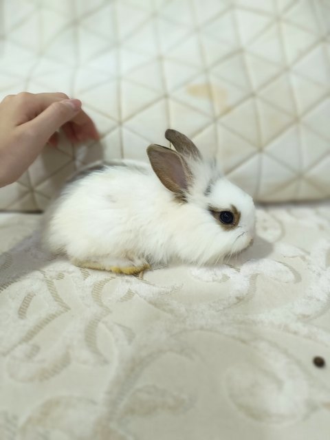 Minnie - Lionhead + Rex Rabbit