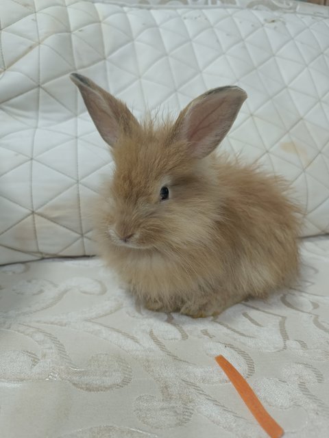 Goldie, Honey, Buttercup, Marigold - Bunny Rabbit + Lionhead Rabbit
