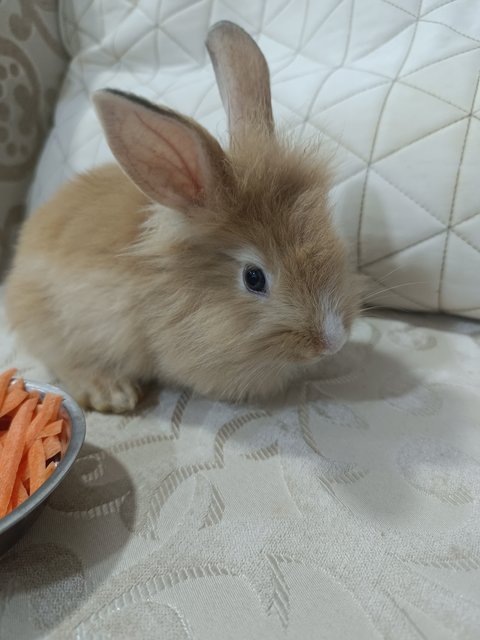 Goldie, Honey, Buttercup, Marigold - Bunny Rabbit + Lionhead Rabbit
