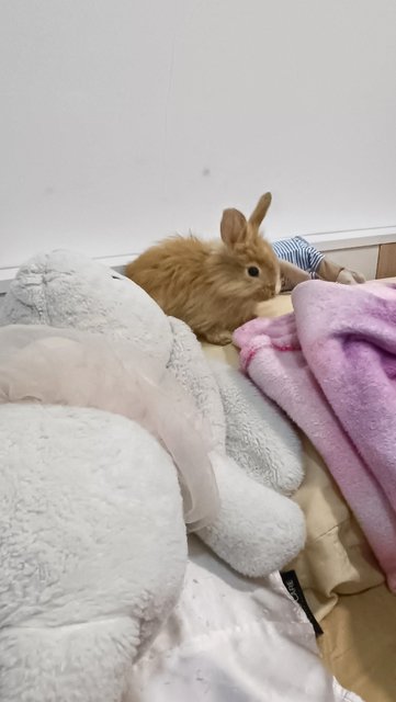 Goldie, Honey, Buttercup, Marigold - Bunny Rabbit + Lionhead Rabbit