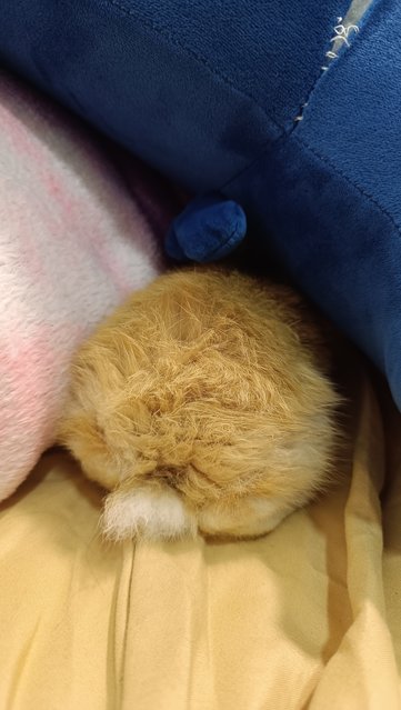 Goldie, Honey, Buttercup, Marigold - Bunny Rabbit + Lionhead Rabbit