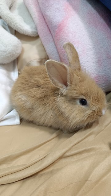 Goldie, Honey, Buttercup, Marigold - Bunny Rabbit + Lionhead Rabbit