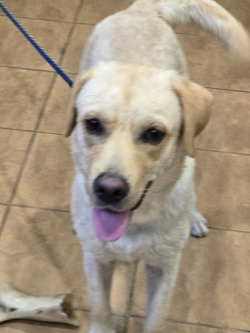 Molly  - Labrador Retriever Dog