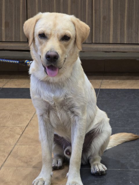 Molly  - Labrador Retriever Dog