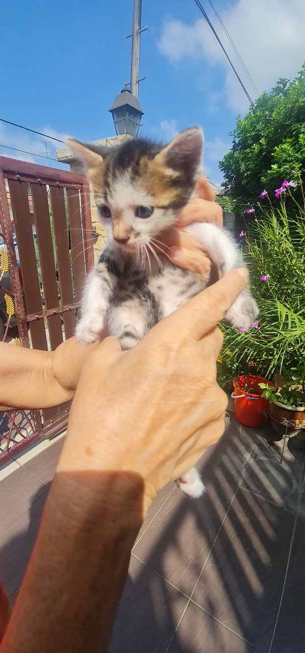 4 One-month Old Kittens  - Domestic Short Hair Cat