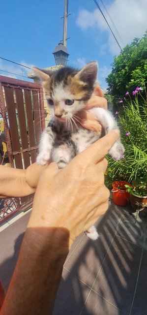 4 One-month Old Kittens  - Domestic Short Hair Cat