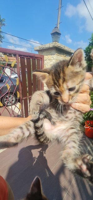 4 One-month Old Kittens  - Domestic Short Hair Cat