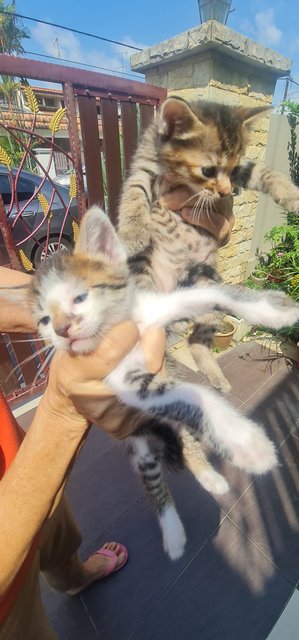 4 One-month Old Kittens  - Domestic Short Hair Cat