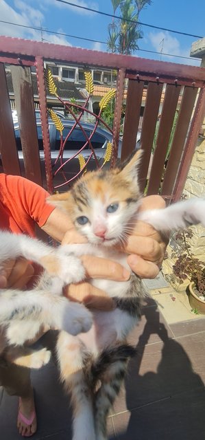 4 One-month Old Kittens  - Domestic Short Hair Cat