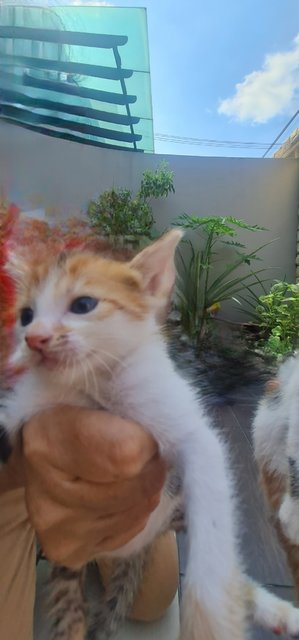 4 One-month Old Kittens  - Domestic Short Hair Cat
