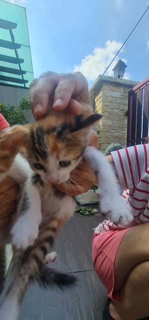 4 One-month Old Kittens  - Domestic Short Hair Cat
