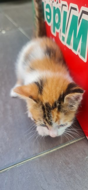 4 One-month Old Kittens  - Domestic Short Hair Cat