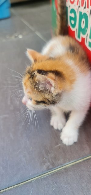 4 One-month Old Kittens  - Domestic Short Hair Cat