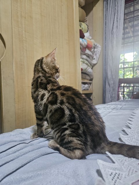 Bella - Bengal Cat