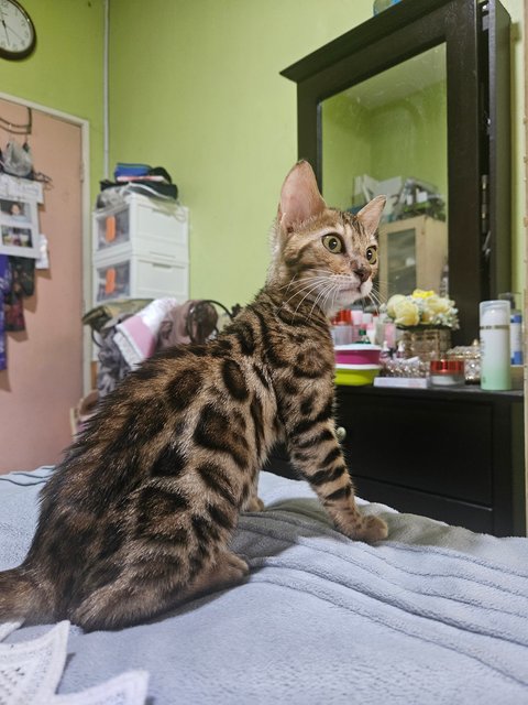 Bella - Bengal Cat