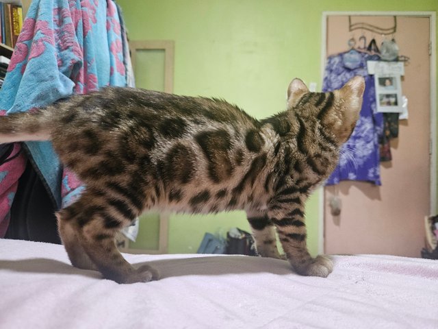 Bella - Bengal Cat