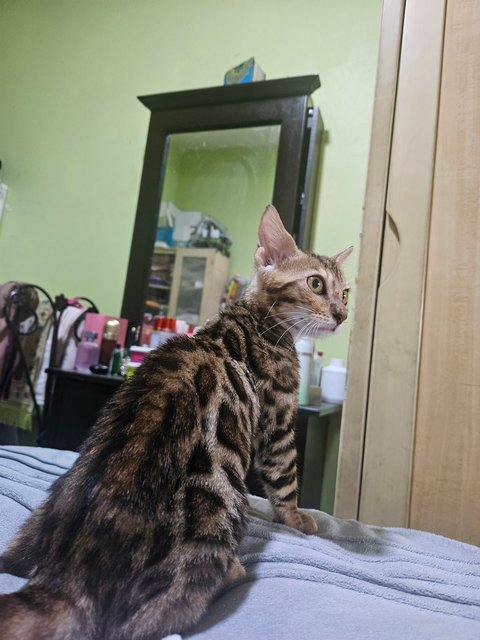 Bella - Bengal Cat