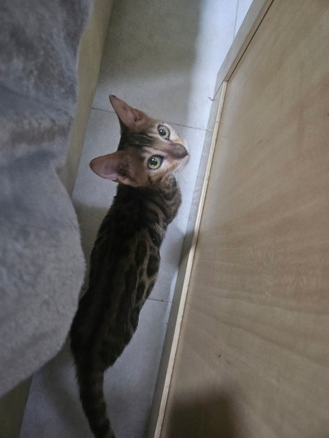 Bella - Bengal Cat