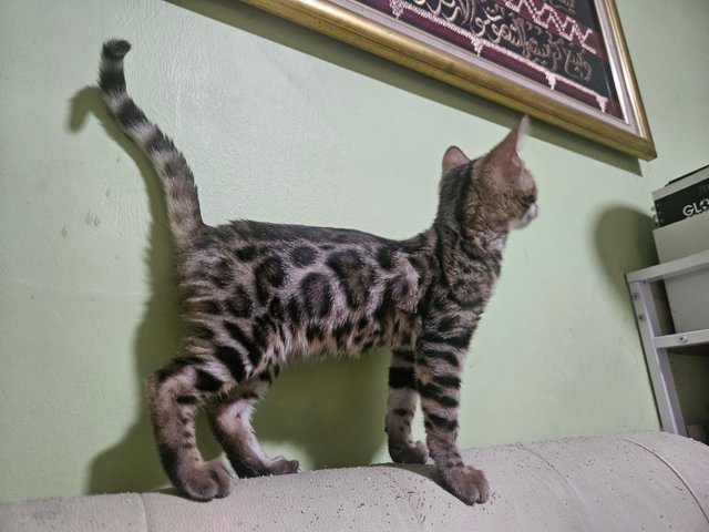 Bella - Bengal Cat