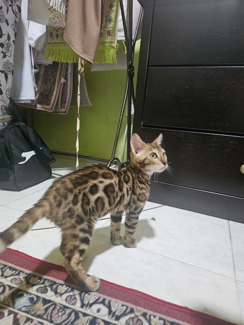 Bella - Bengal Cat