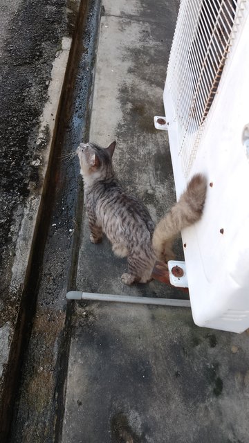 Cat - Singapura + Domestic Medium Hair Cat