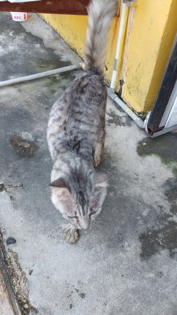Cat - Singapura + Domestic Medium Hair Cat