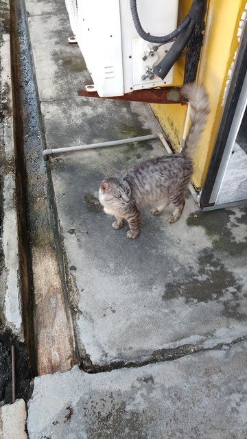 Cat - Singapura + Domestic Medium Hair Cat