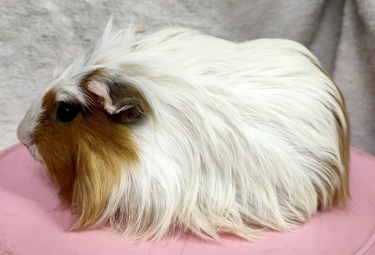 Little Furry - Guinea Pig Small & Furry