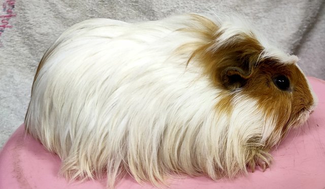 Little Furry - Guinea Pig Small & Furry