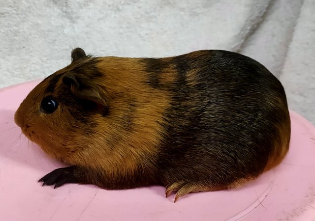 Little Furry - Guinea Pig Small & Furry