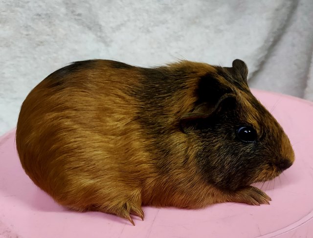 Little Furry - Guinea Pig Small & Furry