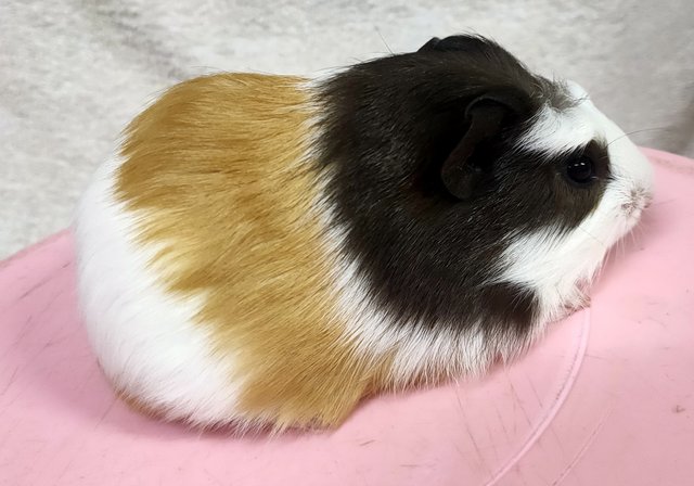 Little Furry - Guinea Pig Small & Furry